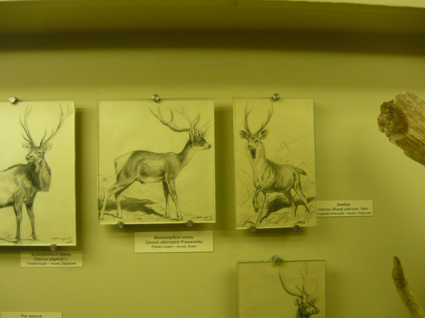Deer drawings by Flerov K.K.