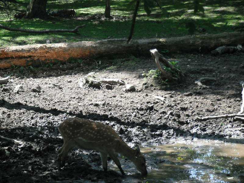 Deer drinking from puddle