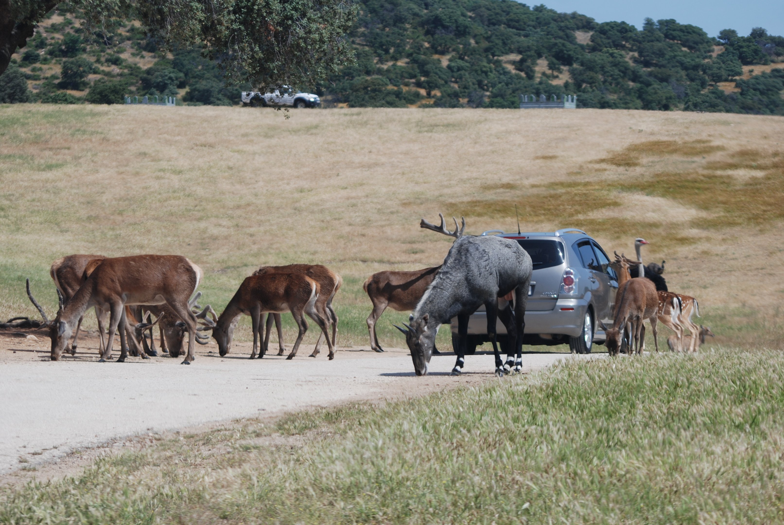 Deer, Emu, Ostrich, and Nilgai Reserve at Safari Madrid, 19th May 2022