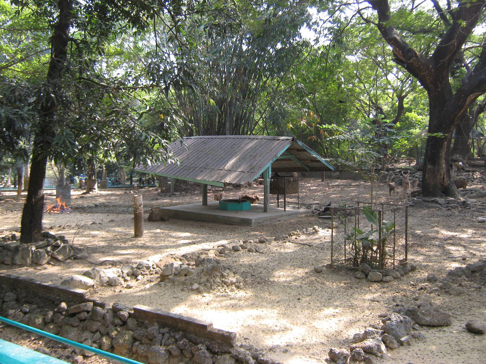 deer enclosure (Common Muntjac and Hog Deer)