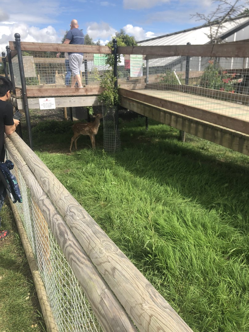 Deer Enclosure (Fallow?)