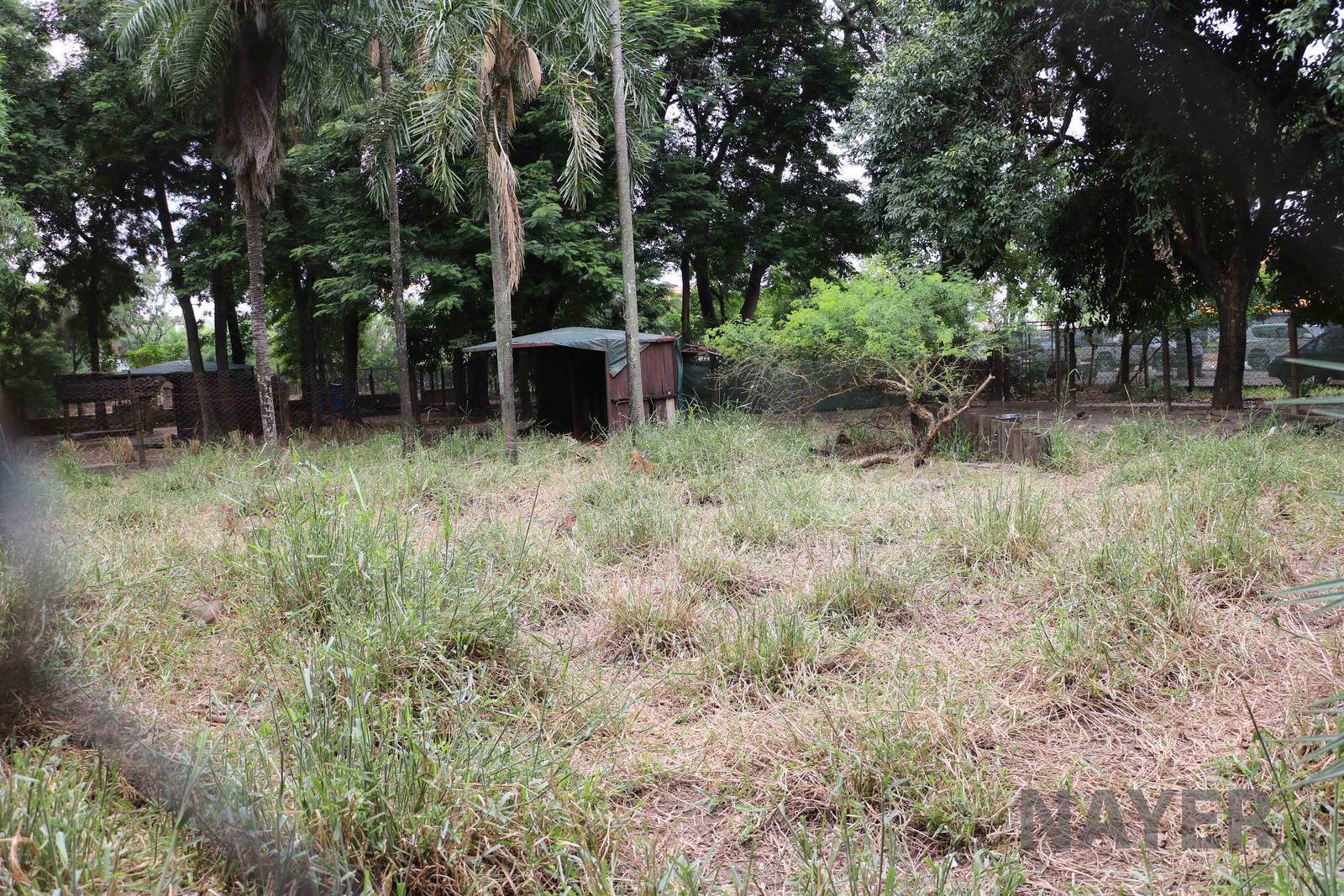 Deer enclosure, March 2016