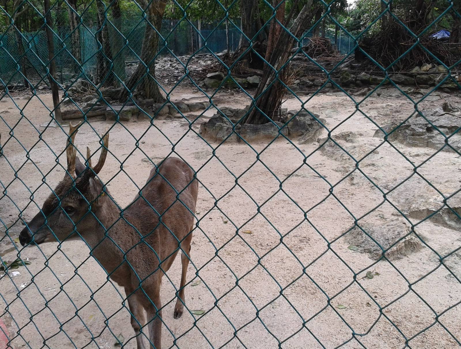 Deer enclosure