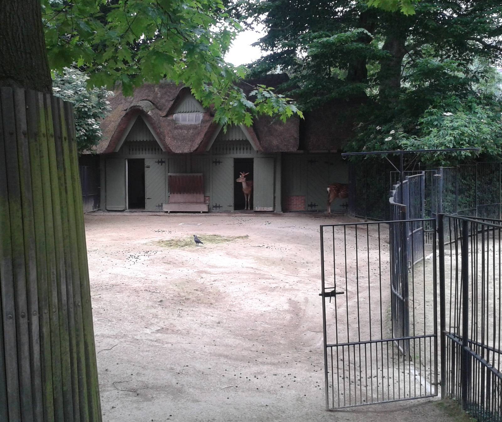 Deer enclosure