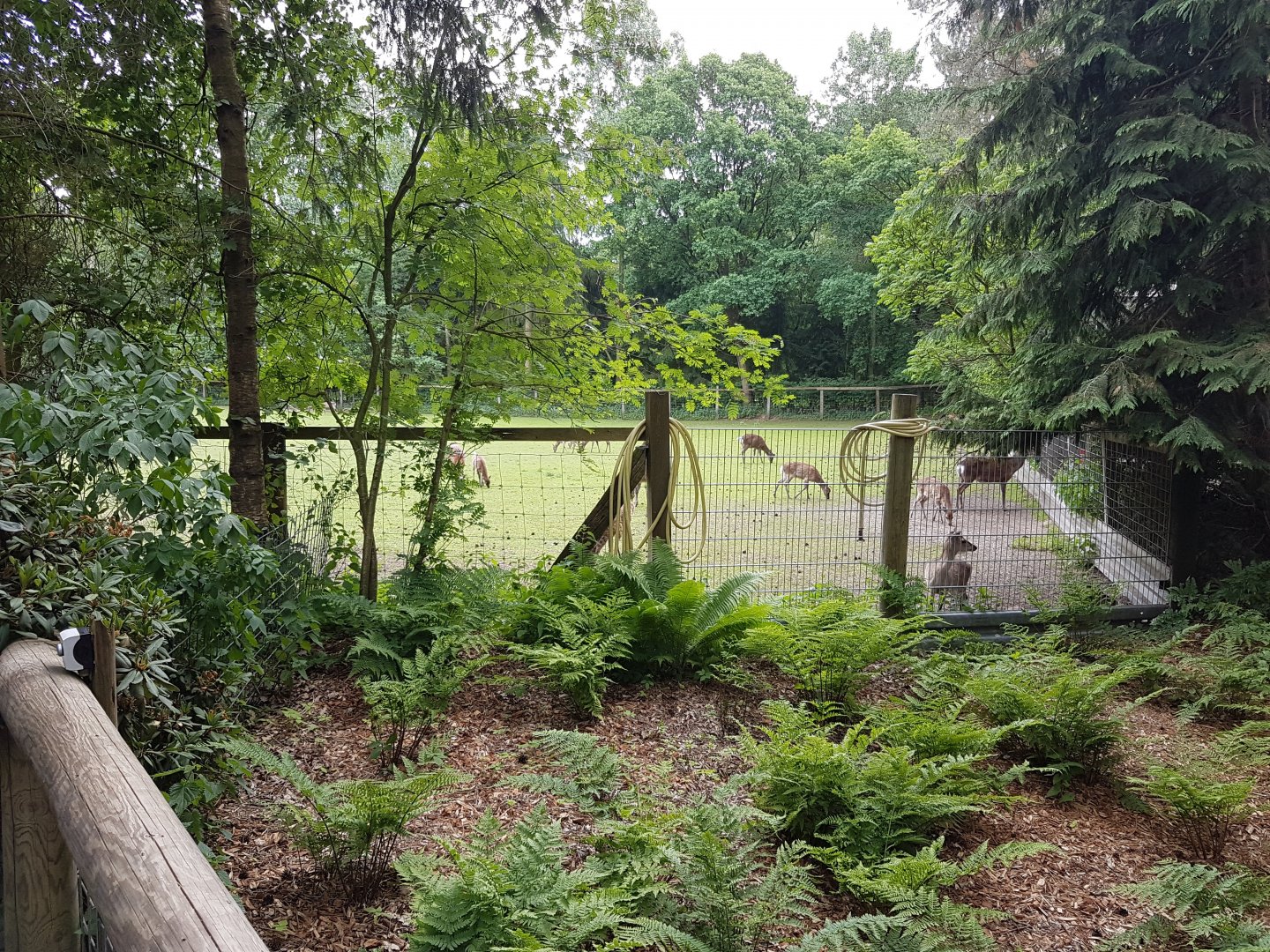 Deer-enclosure