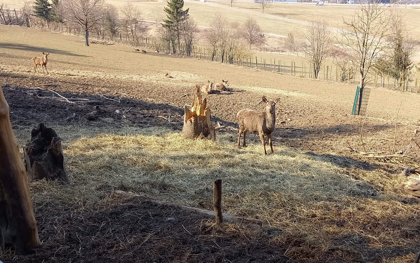 Deer enclosure