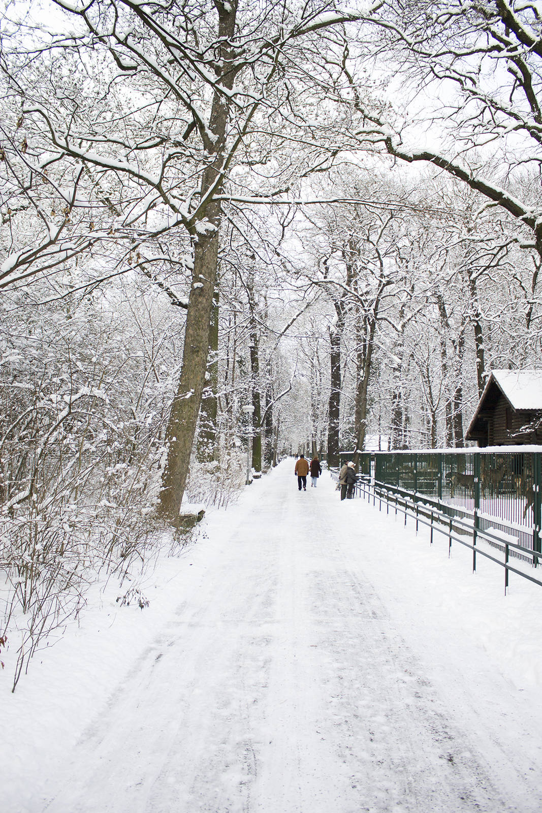 Deer enclosures in the snow, 12/29/14