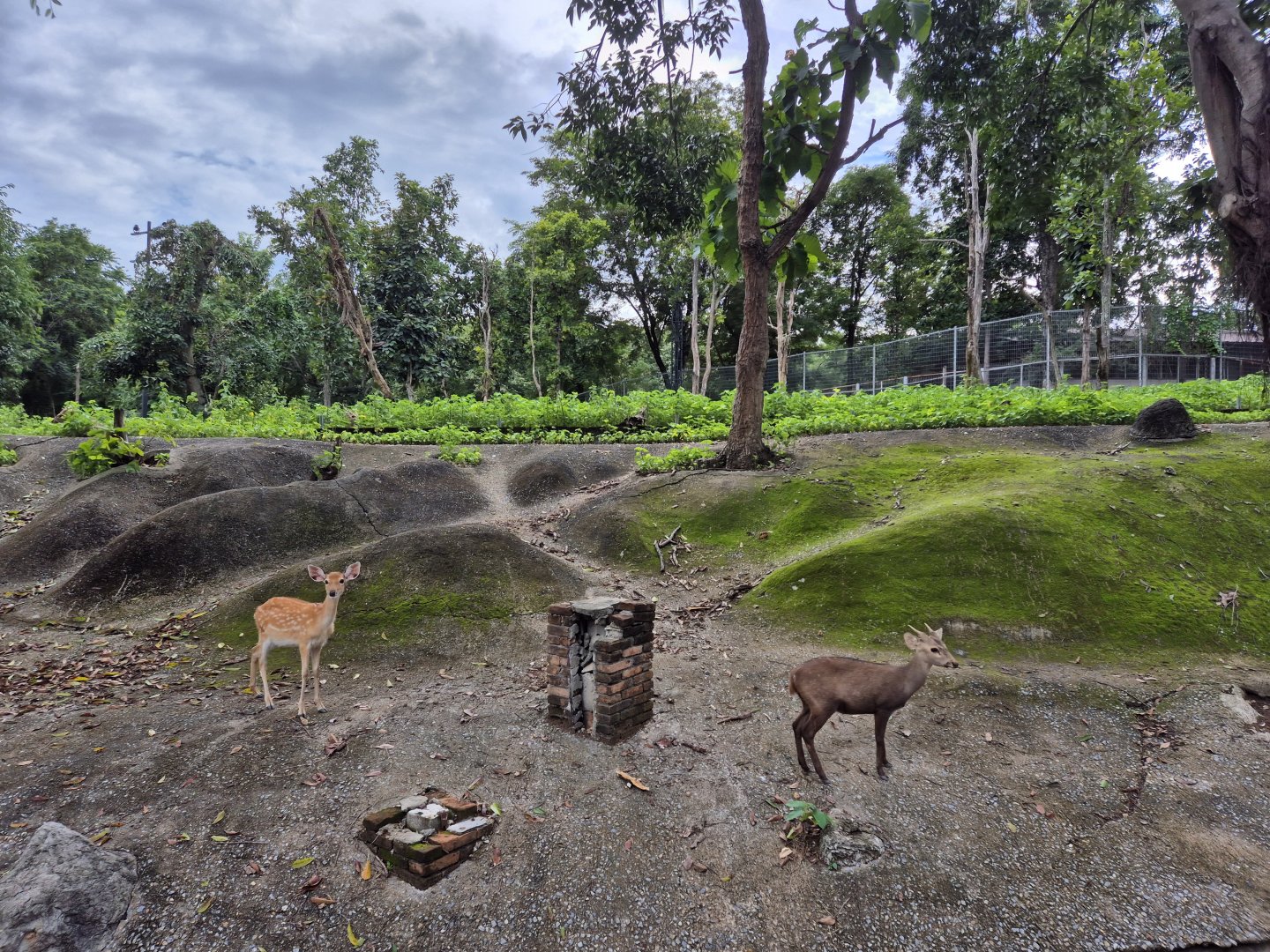 Deer exhibit
