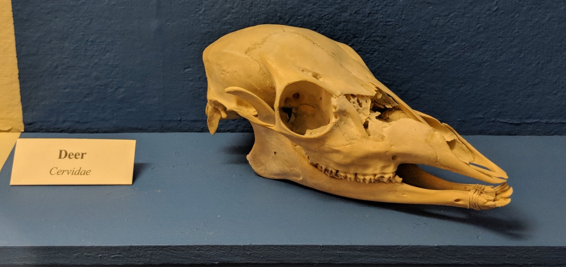 Deer (Family: Cervidae) skull