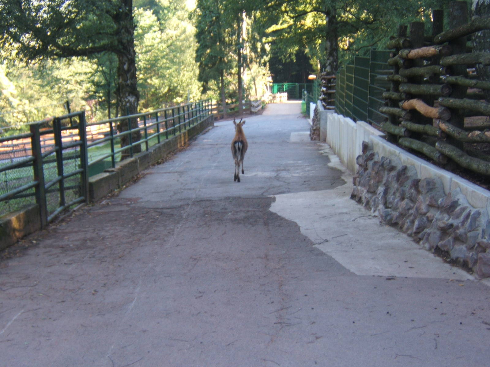 Deer going for a walk down the path