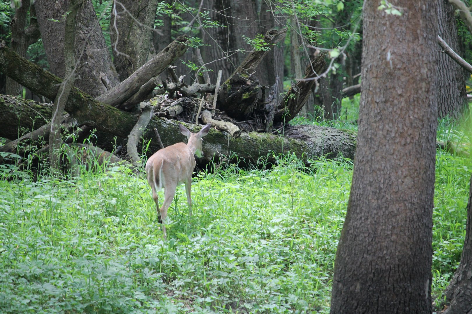 Deer heading back into the forest