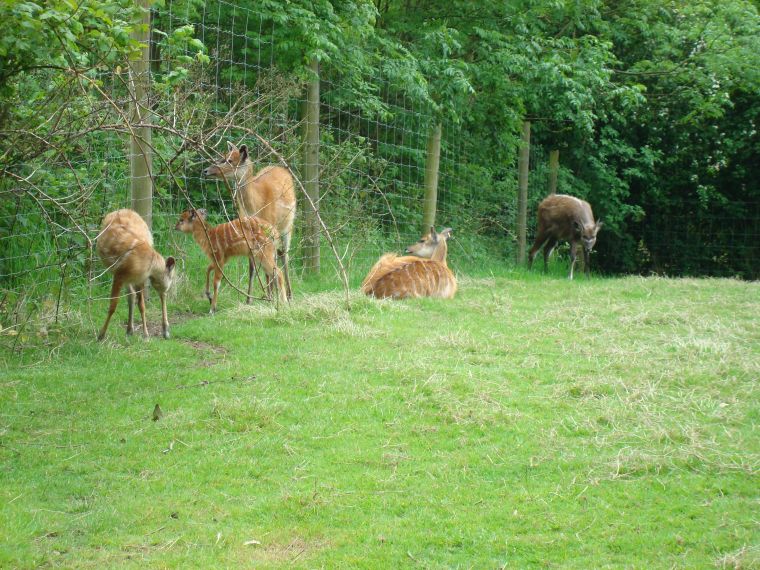 Deer herd, Birmingham Nature Centre