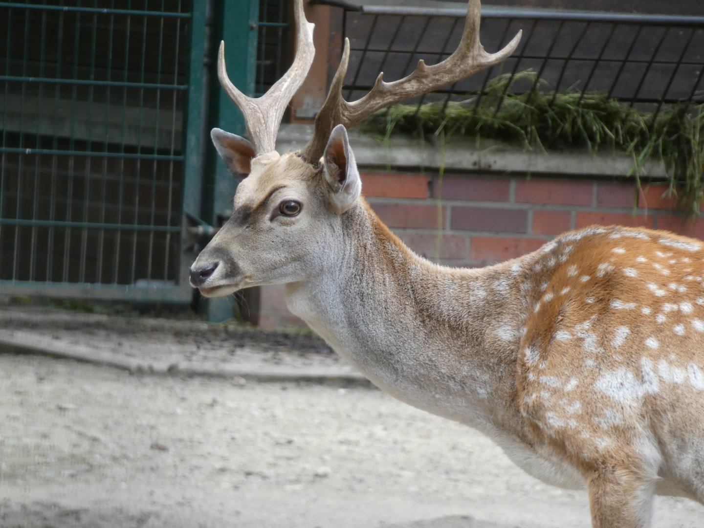 Deer ID? - Berlin Tierpark