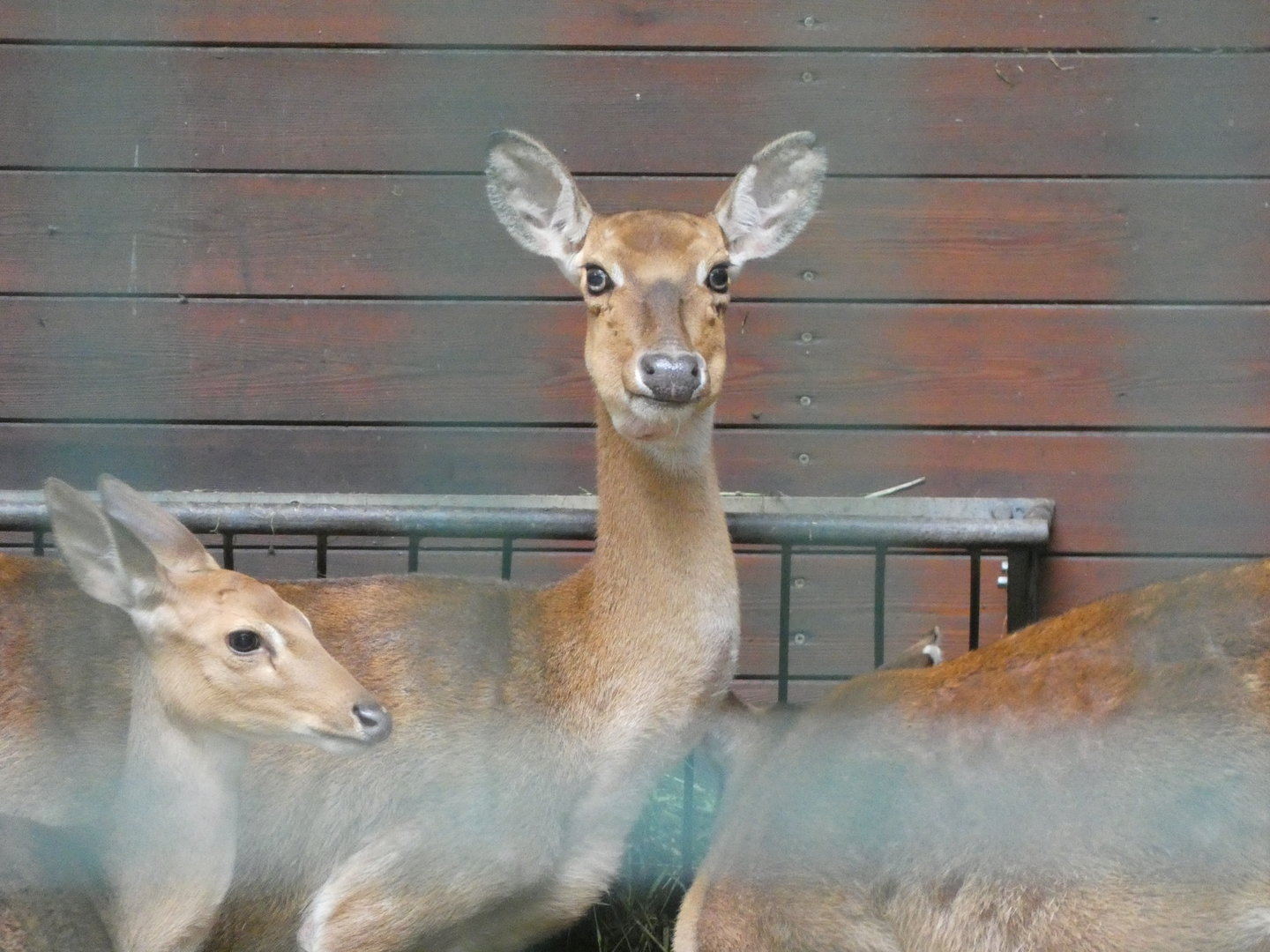 Deer ID? - Berlin Tierpark