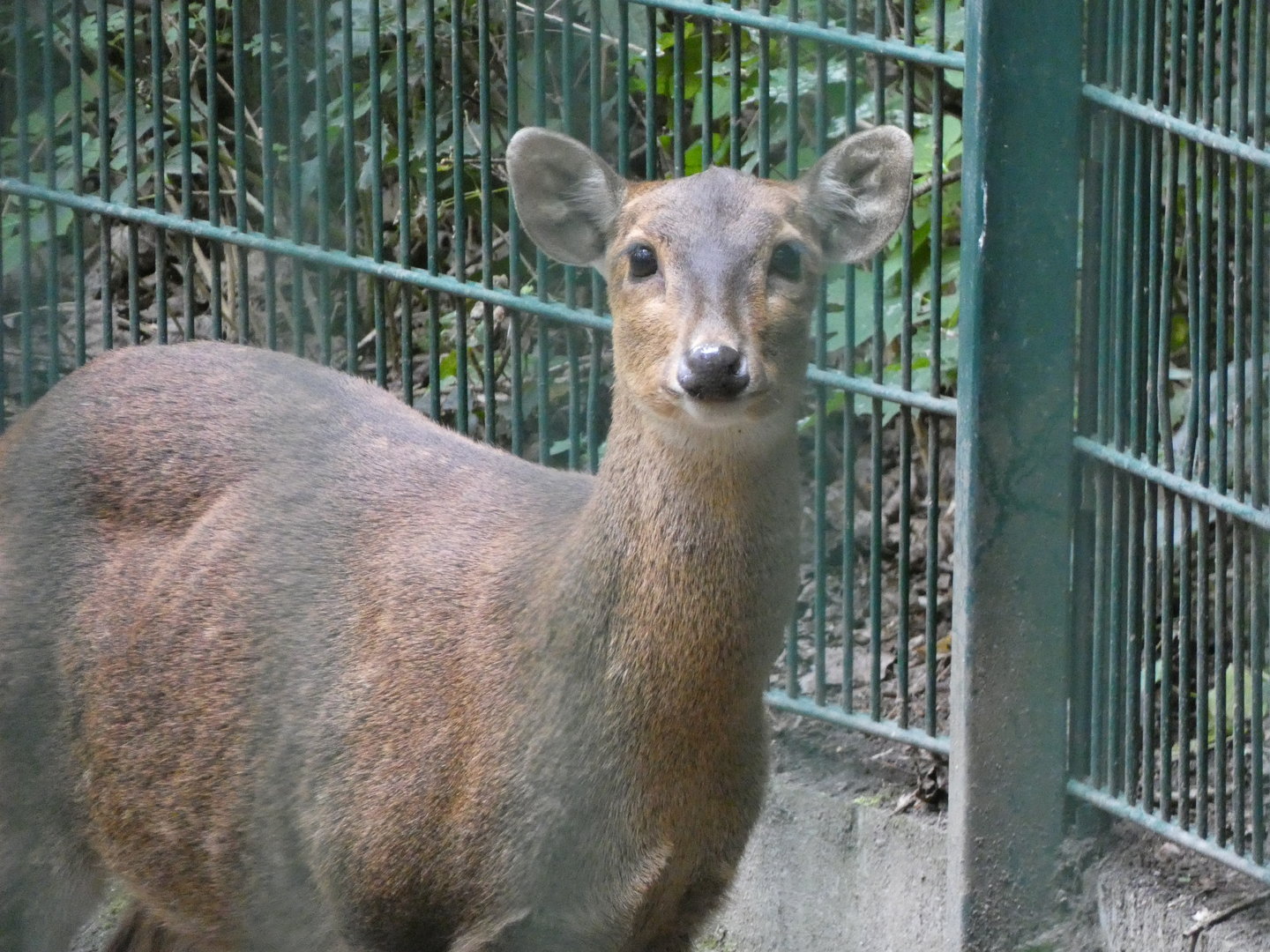 Deer ID? - Berlin Tierpark