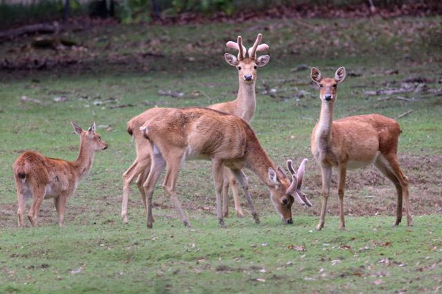 Deer ID - Réserve zoologique de la Haute-Touche