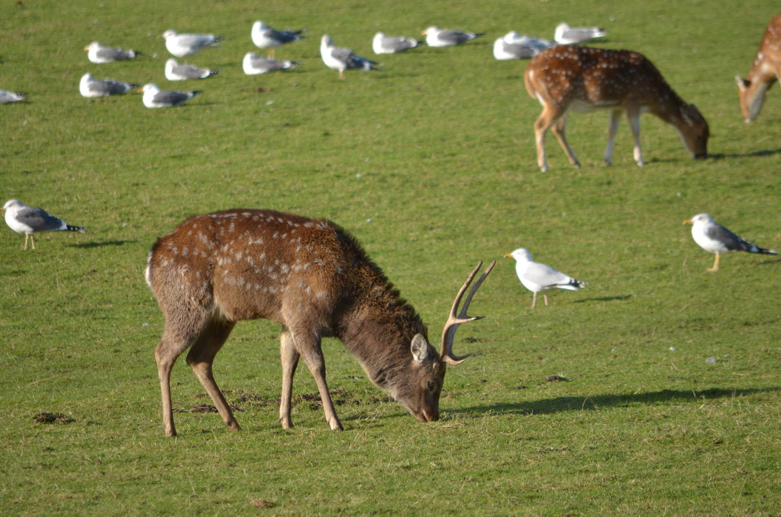 Deer identification?