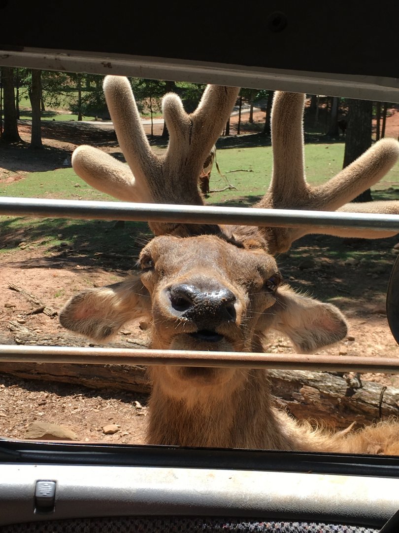 Deer Identification?