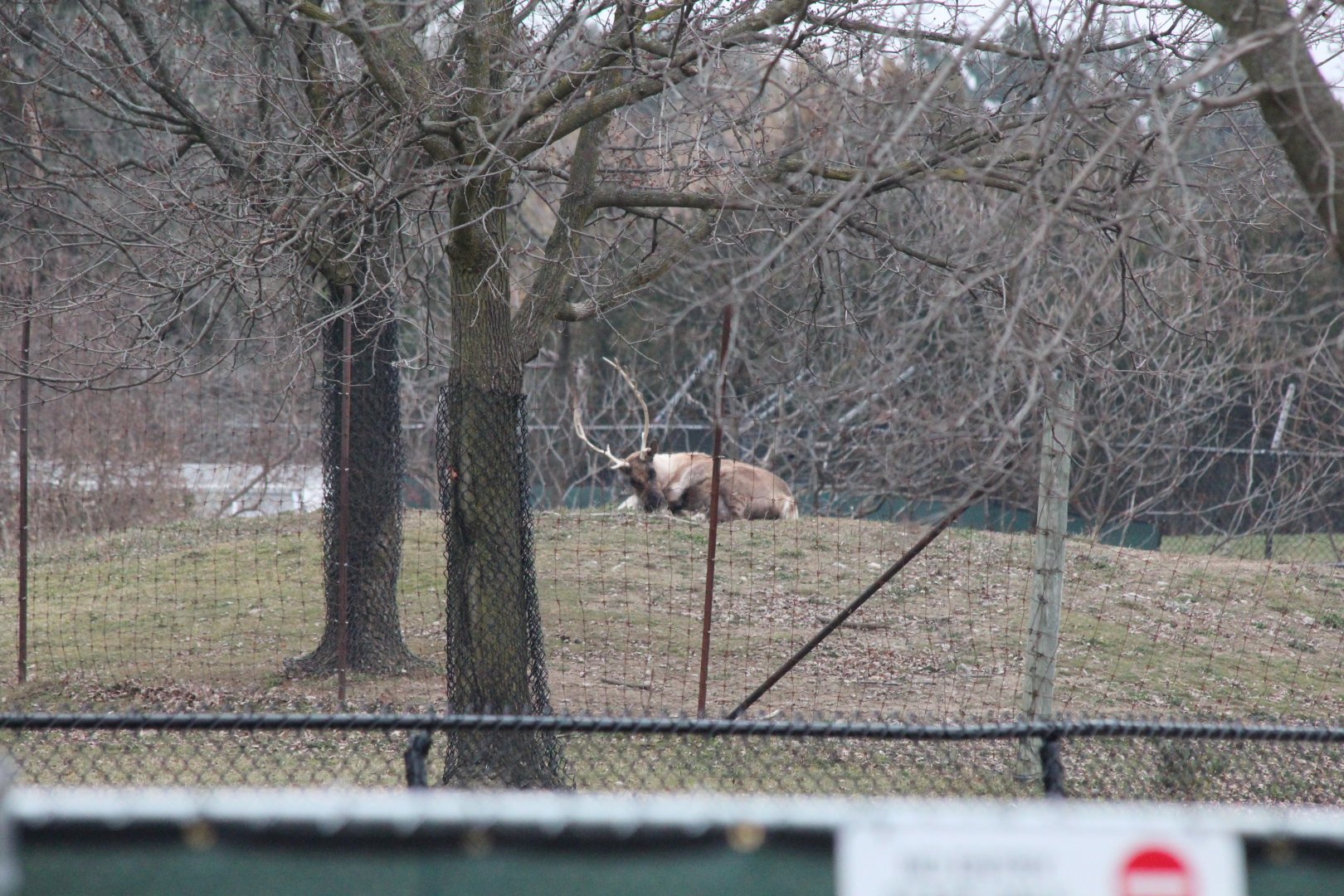 Deer in Eurasia - Dec 2012