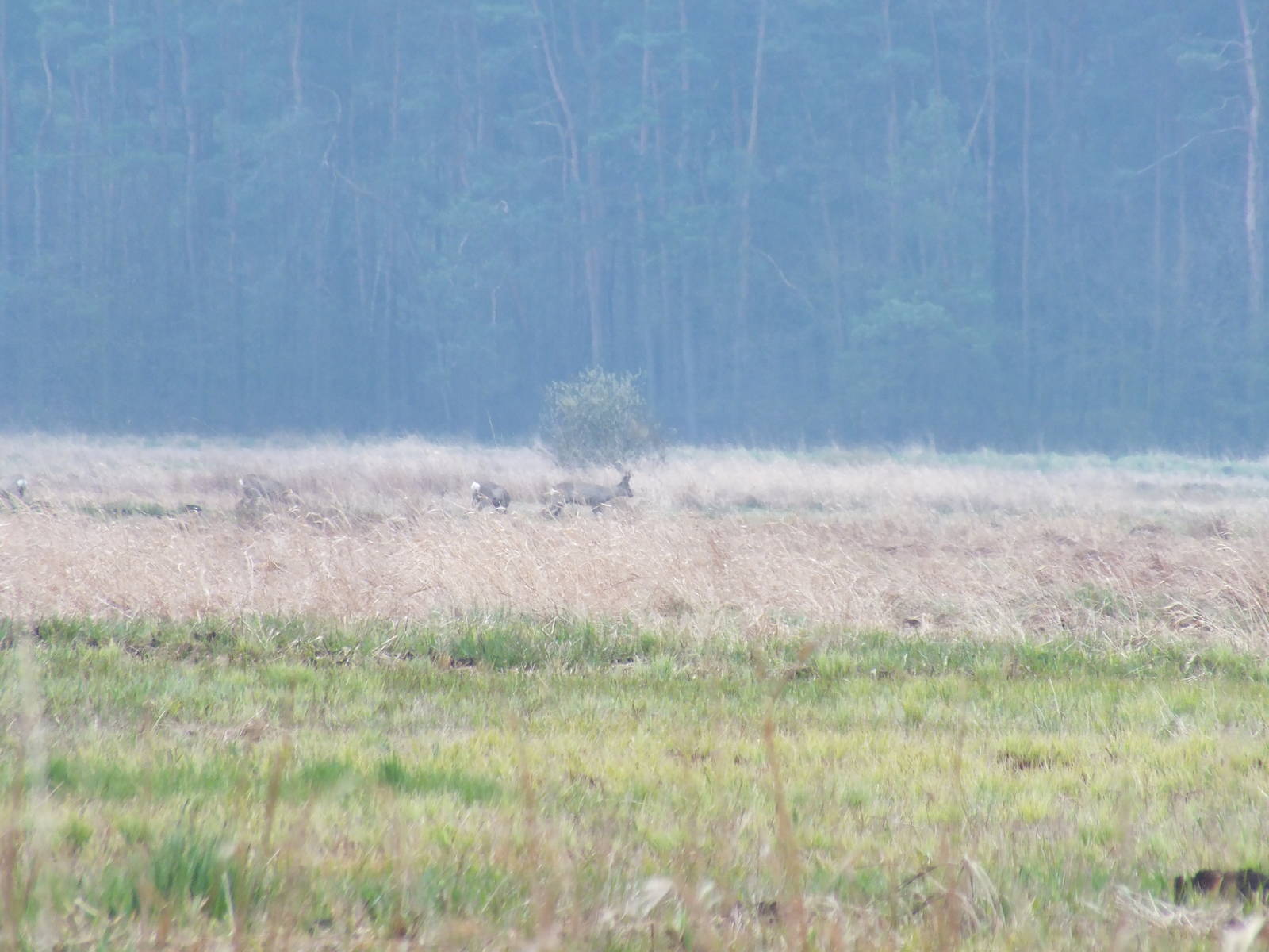 Deer in the Distance - Kampinos National Park