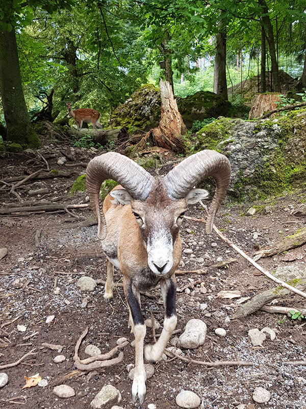 deer & mouflon walkthrough