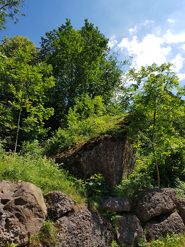 deer & mouflon walkthrough