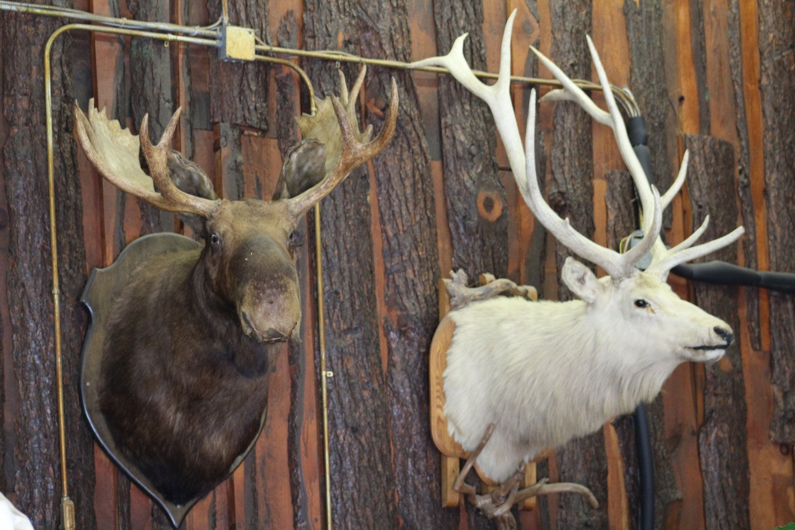 Deer Mounts