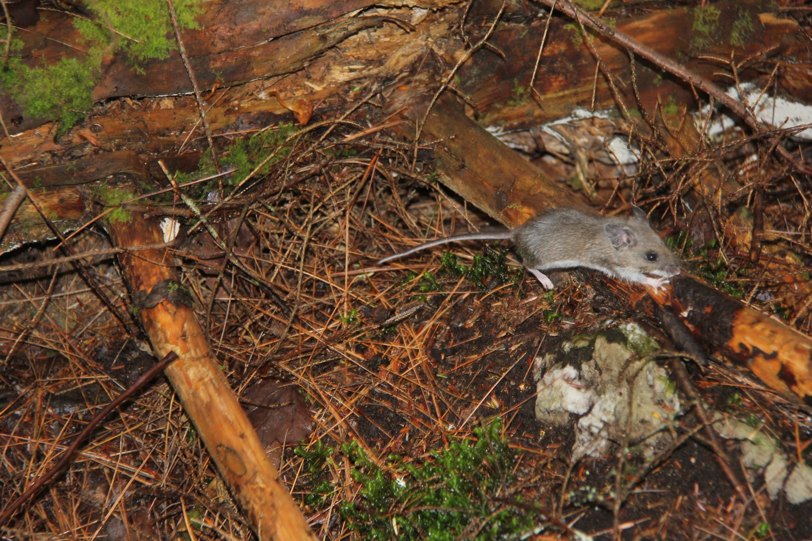 Deer mouse (Peromyscus maniculatus)