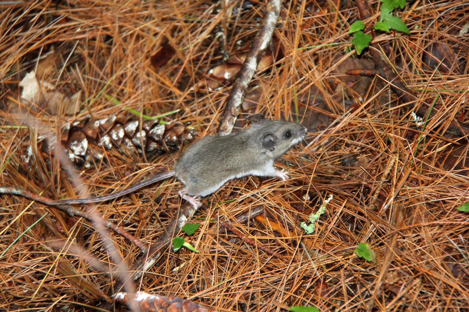 Deer mouse (Peromyscus maniculatus)