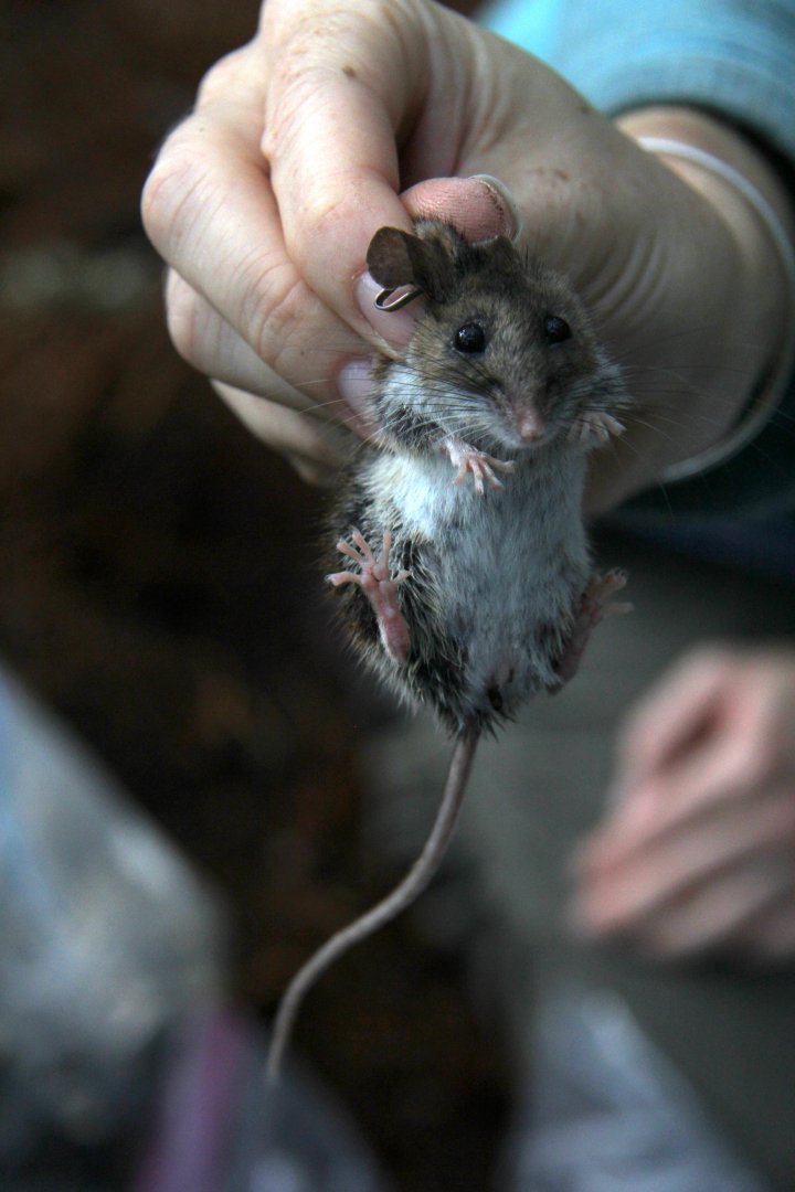 Deer mouse (Peromyscus maniculatus)