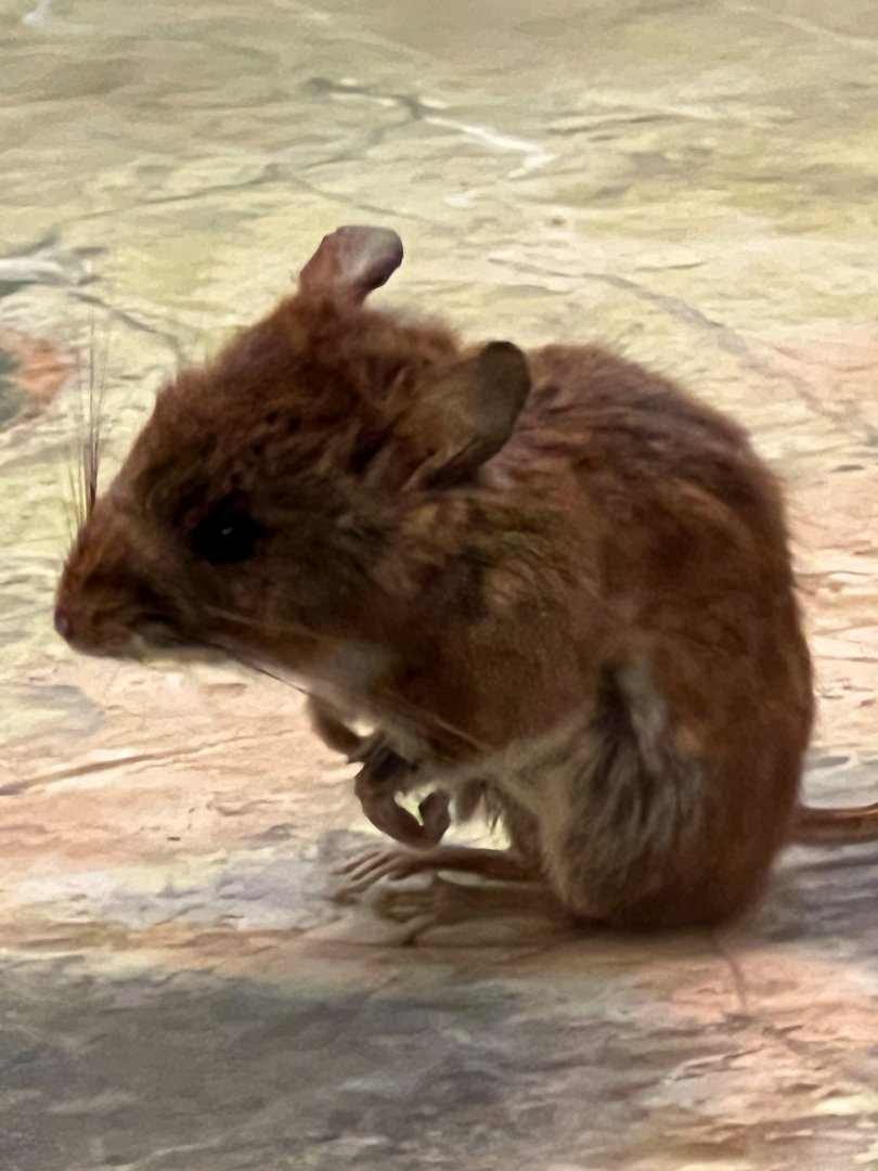 Deer Mouse