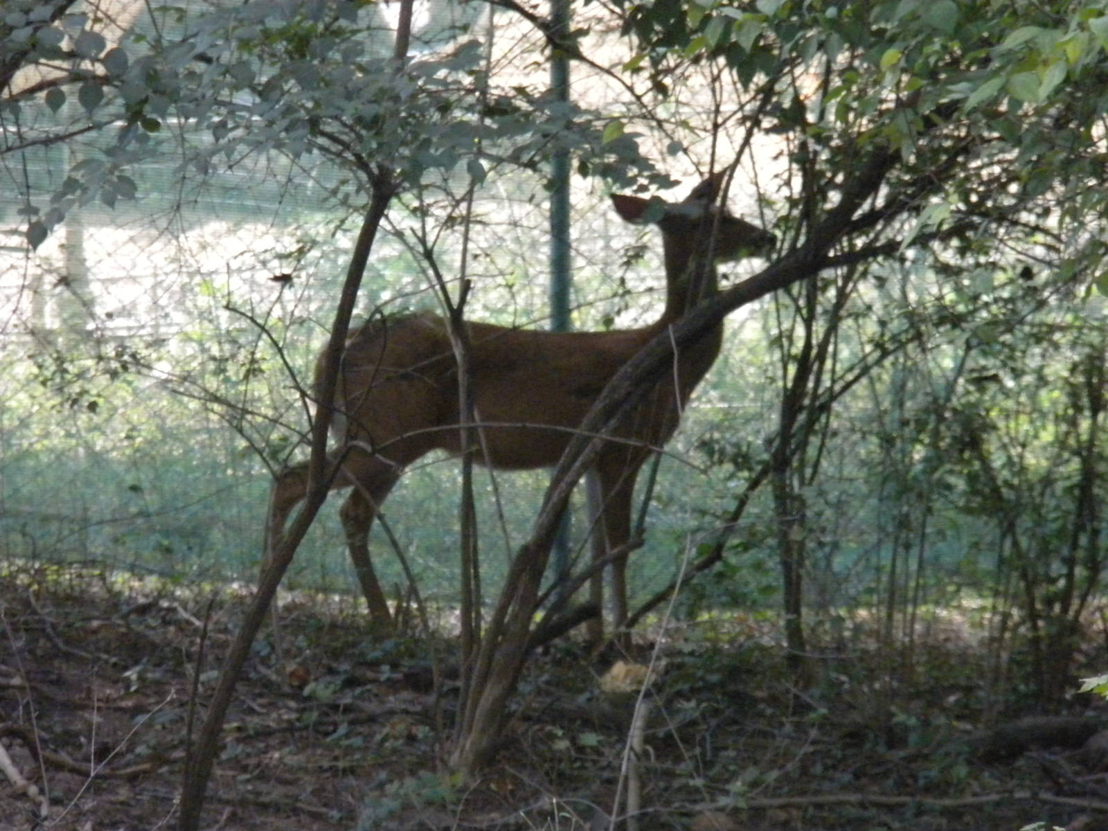 Deer Near Construction Site