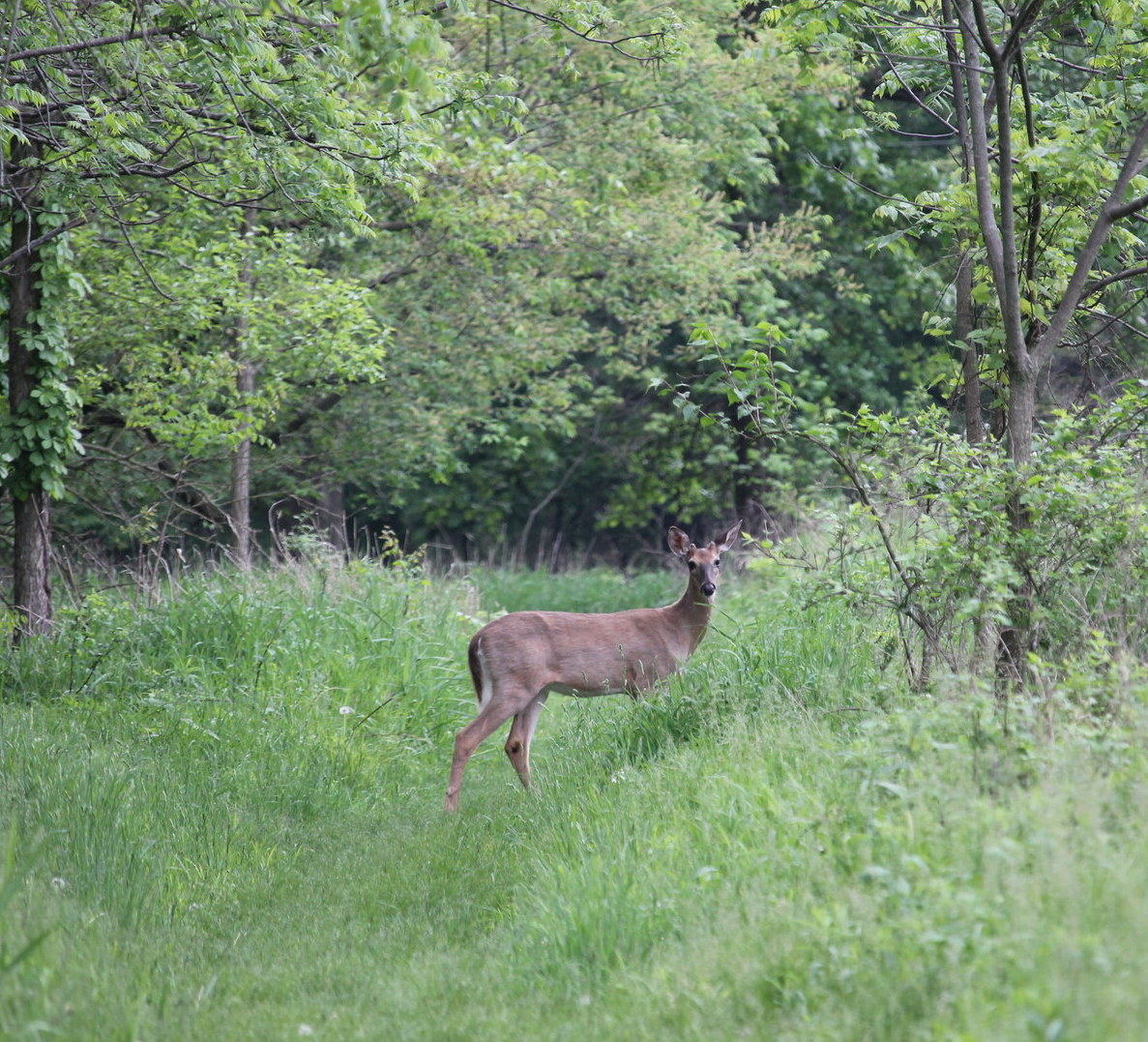 Deer on the path