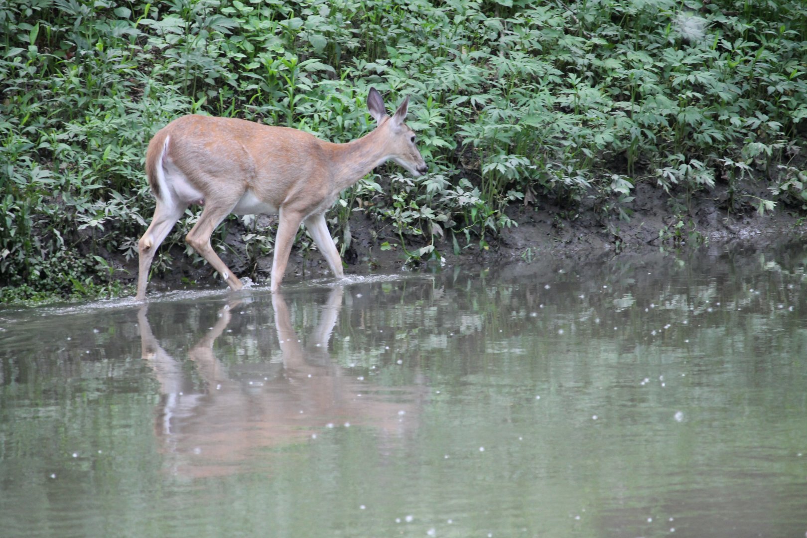 Deer on the riverbank