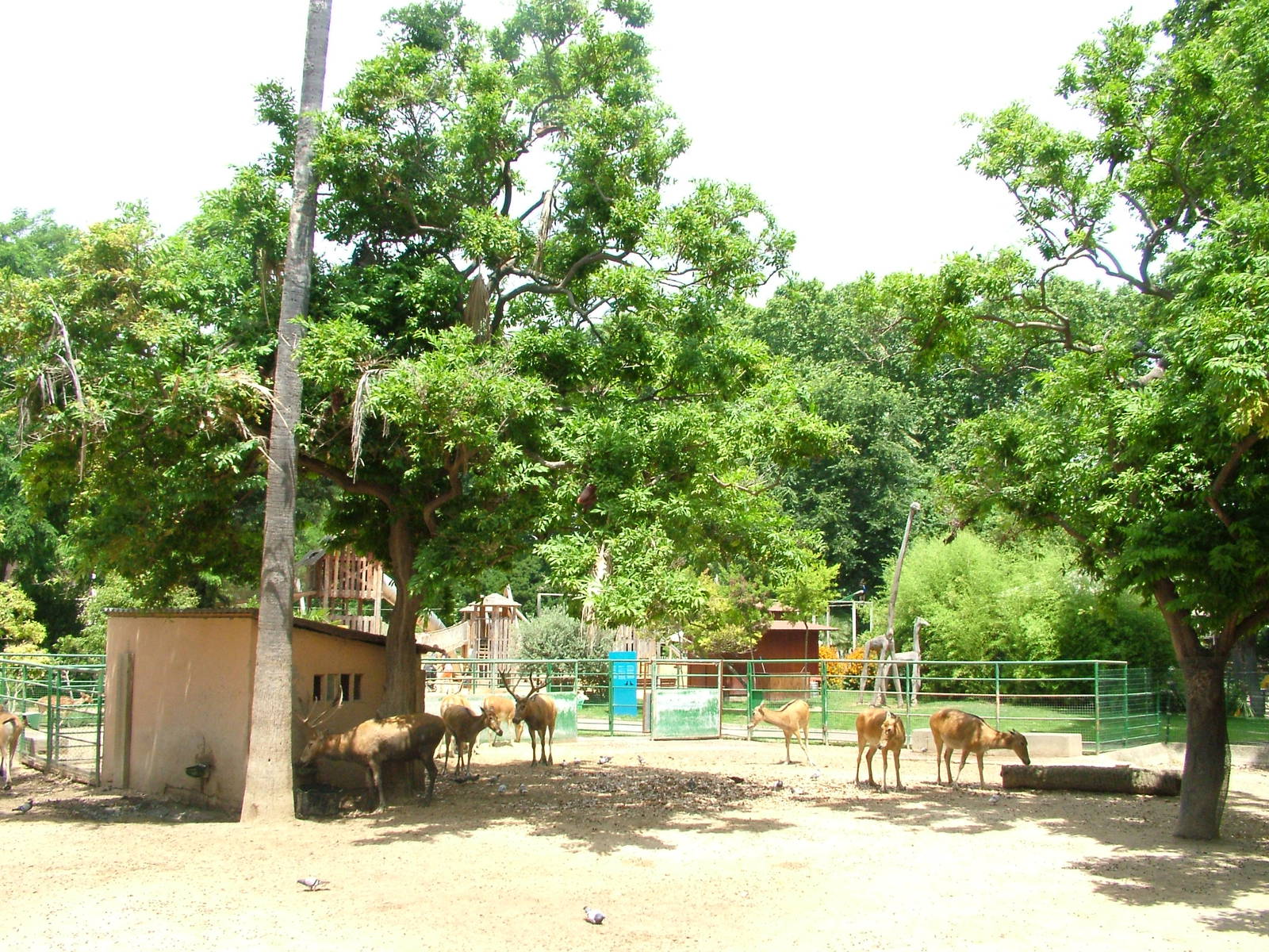 Deer Paddock at Barcelona, 30/05/11