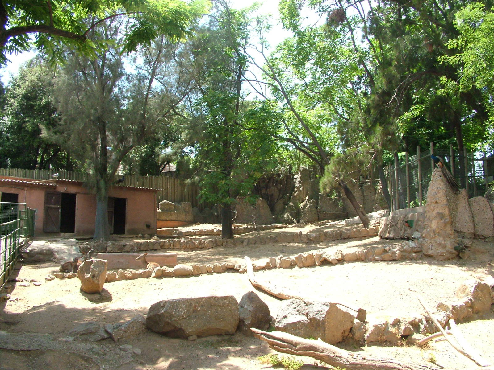 Deer Paddock at Barcelona, 30/05/11