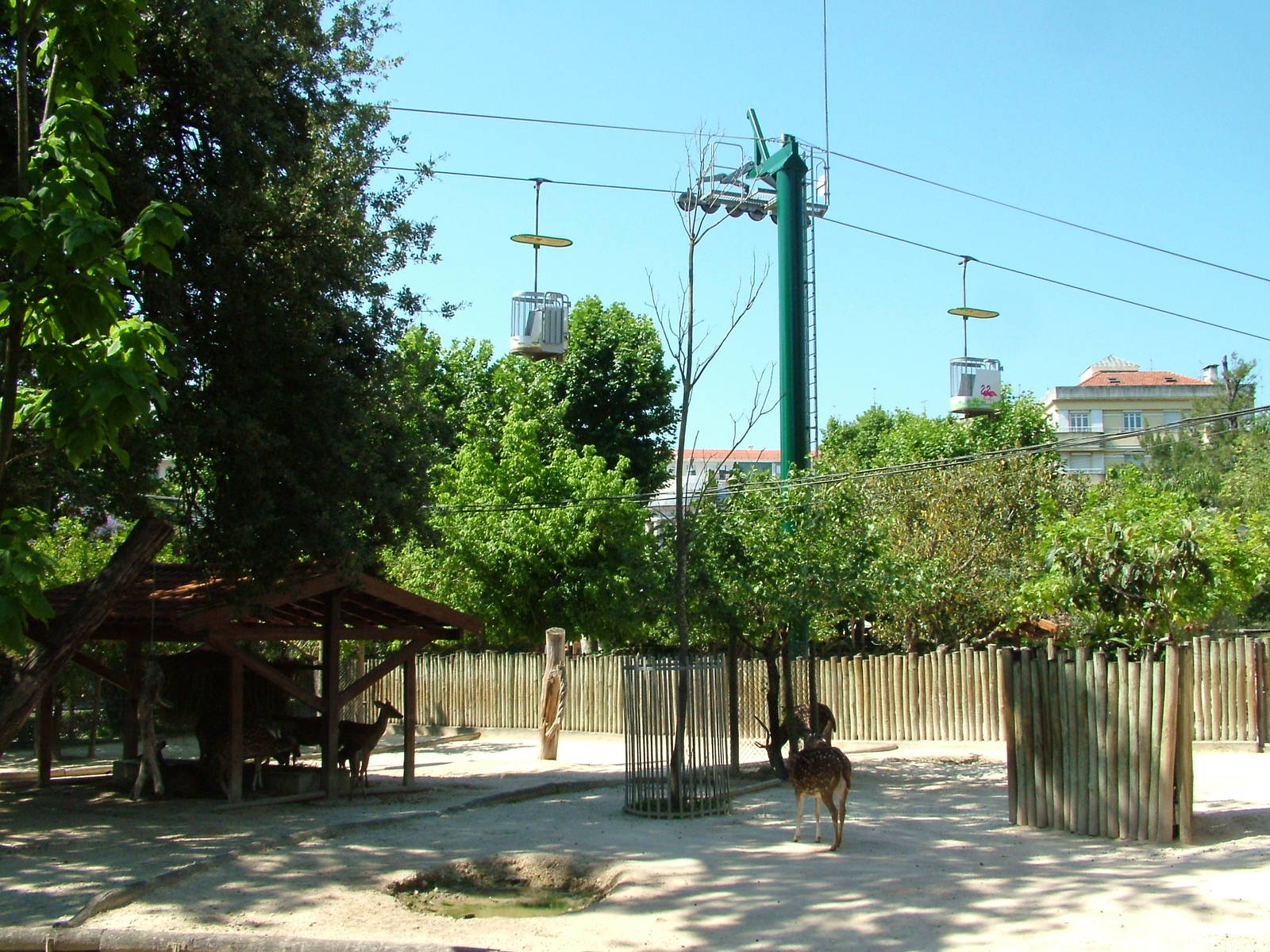 Deer Paddock at Lisbon Zoo, 24/05/11