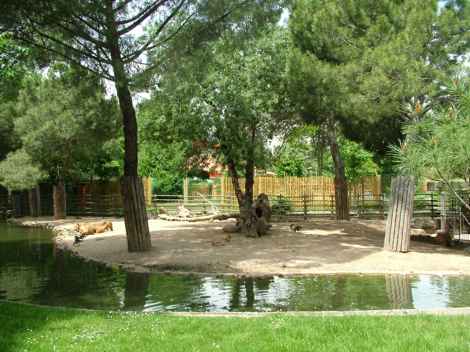Deer Paddock at Madrid Zoo Aquarium, 26/05/11
