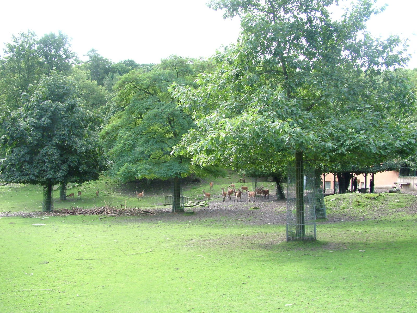 Deer Paddock at Opel-Zoo Kronberg, 30/08/10