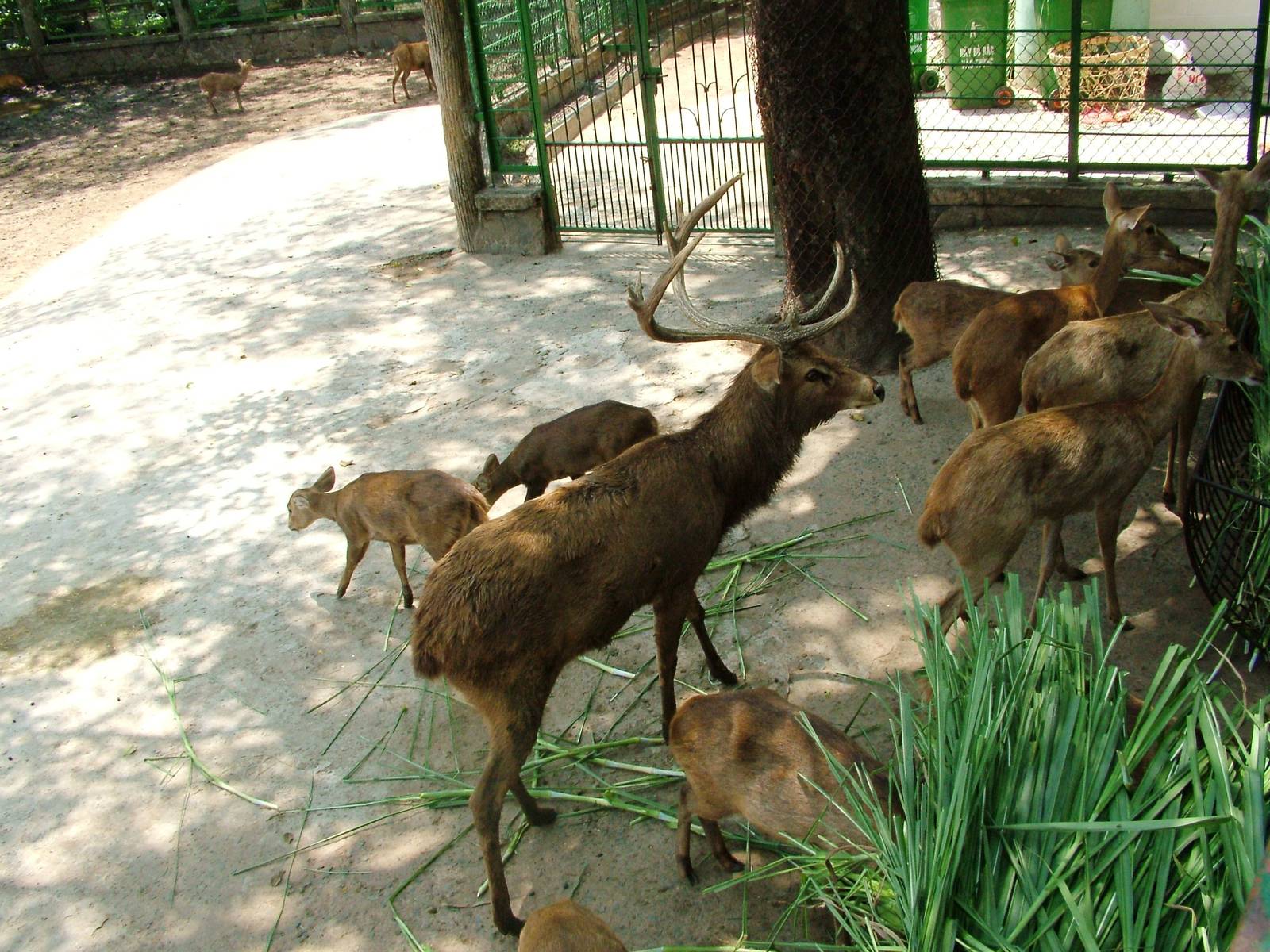 Deer Paddock at Saigon Zoo, 16/03/12