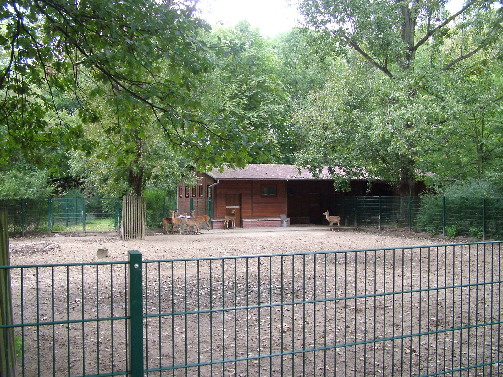 Deer Paddock at Tierpark Berlin, 30/08/11
