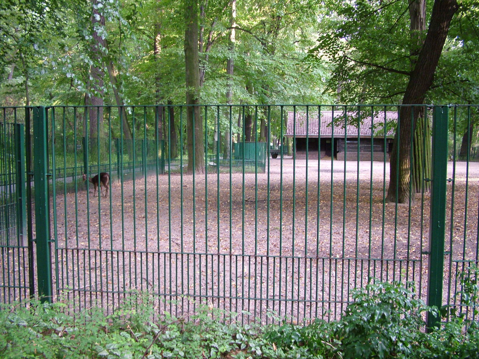 Deer Paddock at Tierpark Berlin, 30/08/11