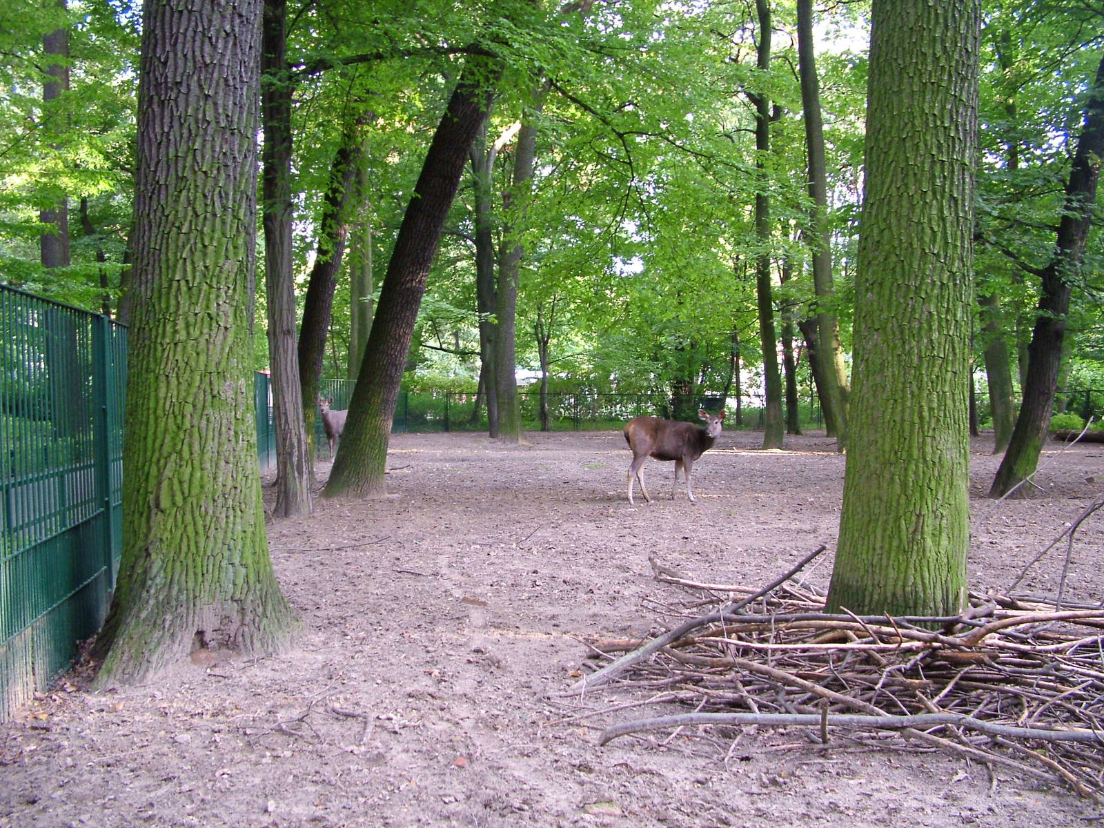 Deer Paddock at Tierpark Berlin, 30/08/11