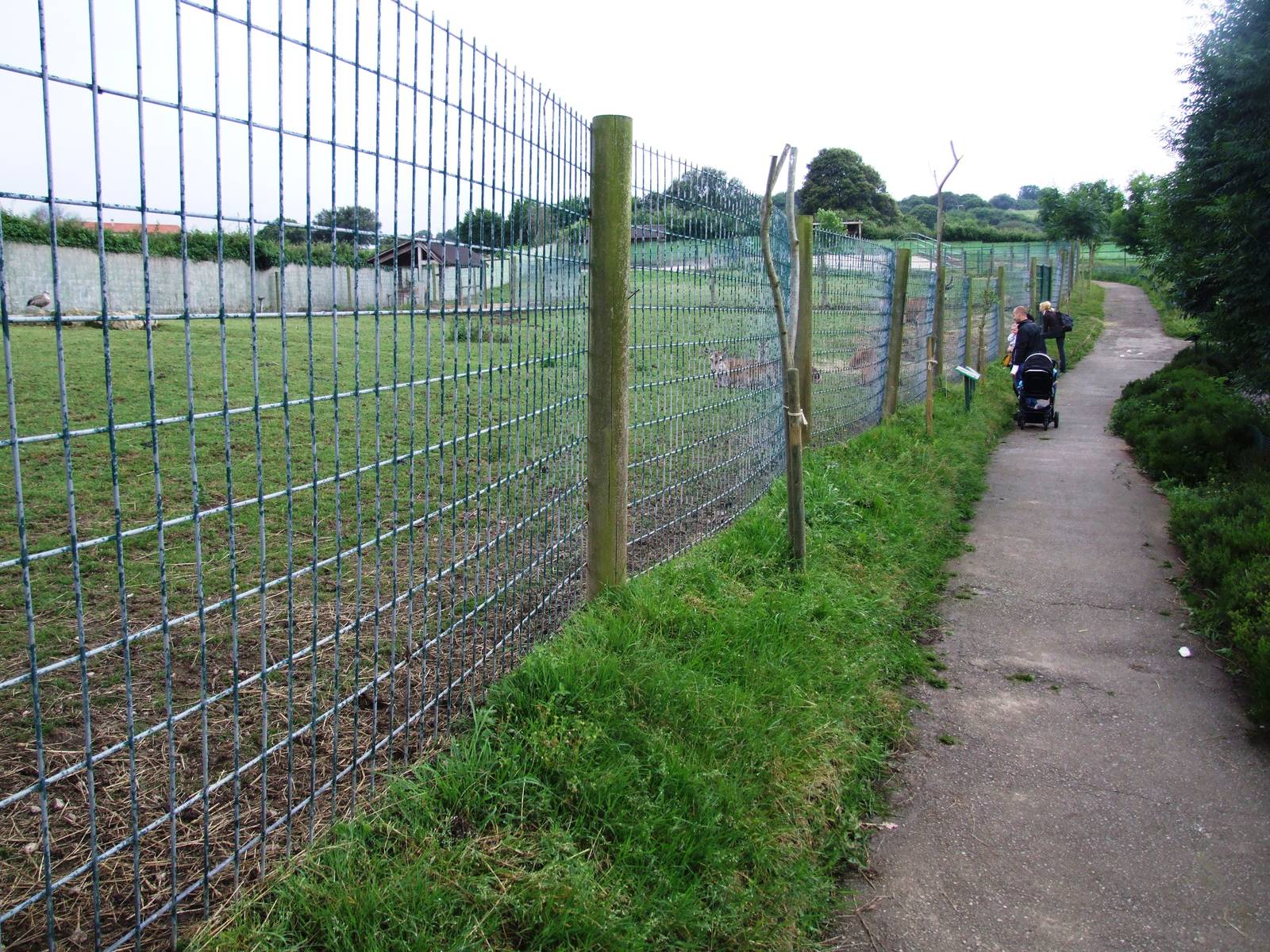 Deer Paddocks at Santillana del Mar, 13/06/15