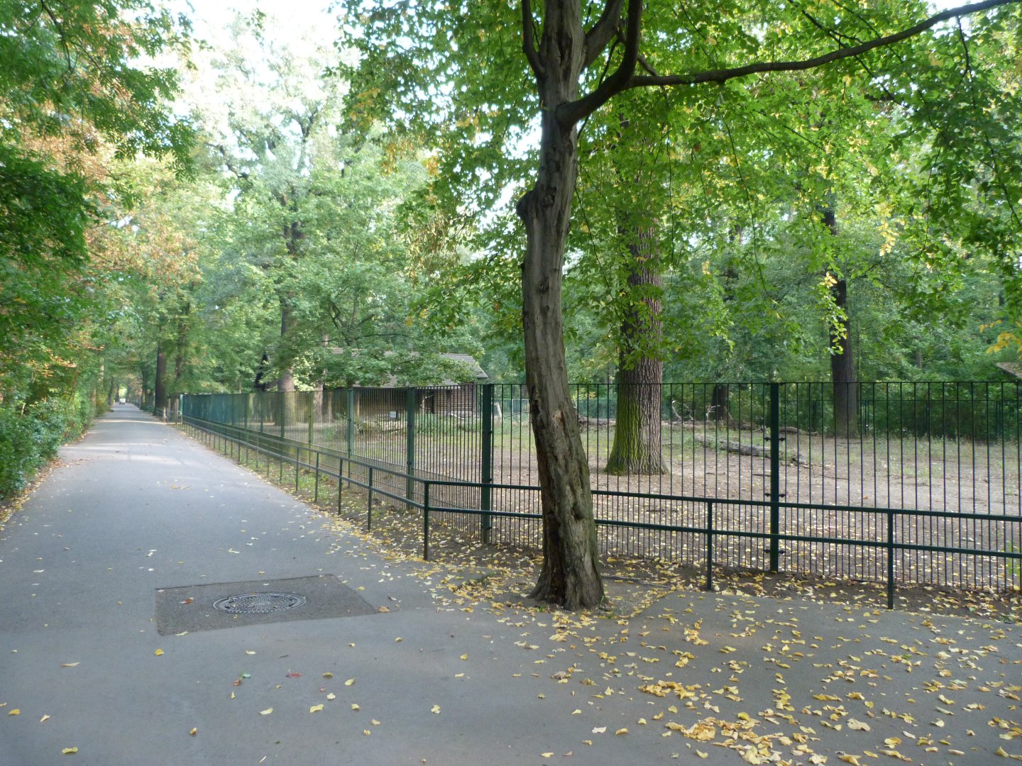 Deer paddocks -Tierpark Berlin (2024)