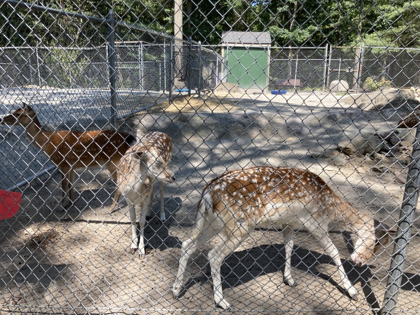 Deer Pen