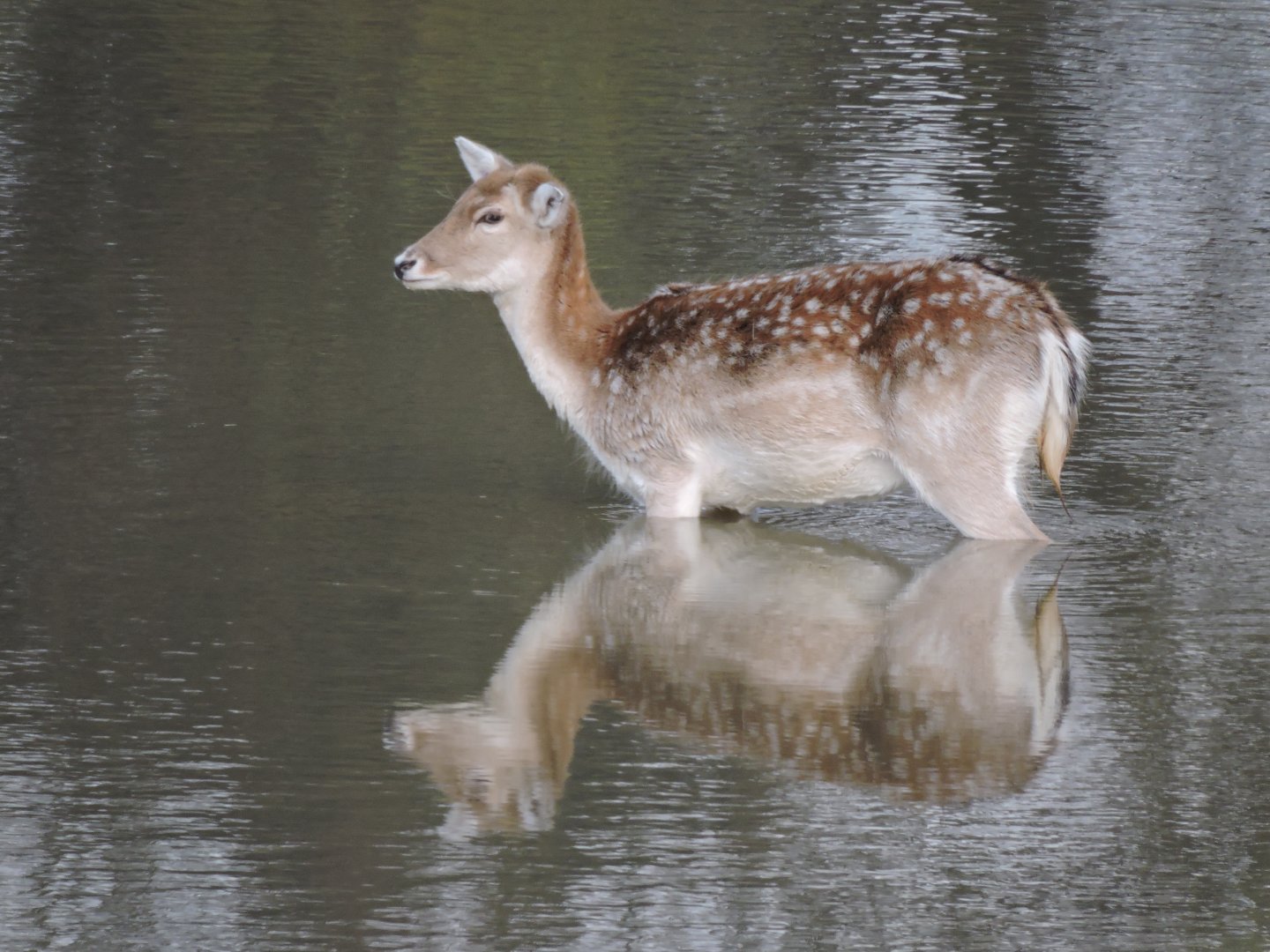 Deer reflection