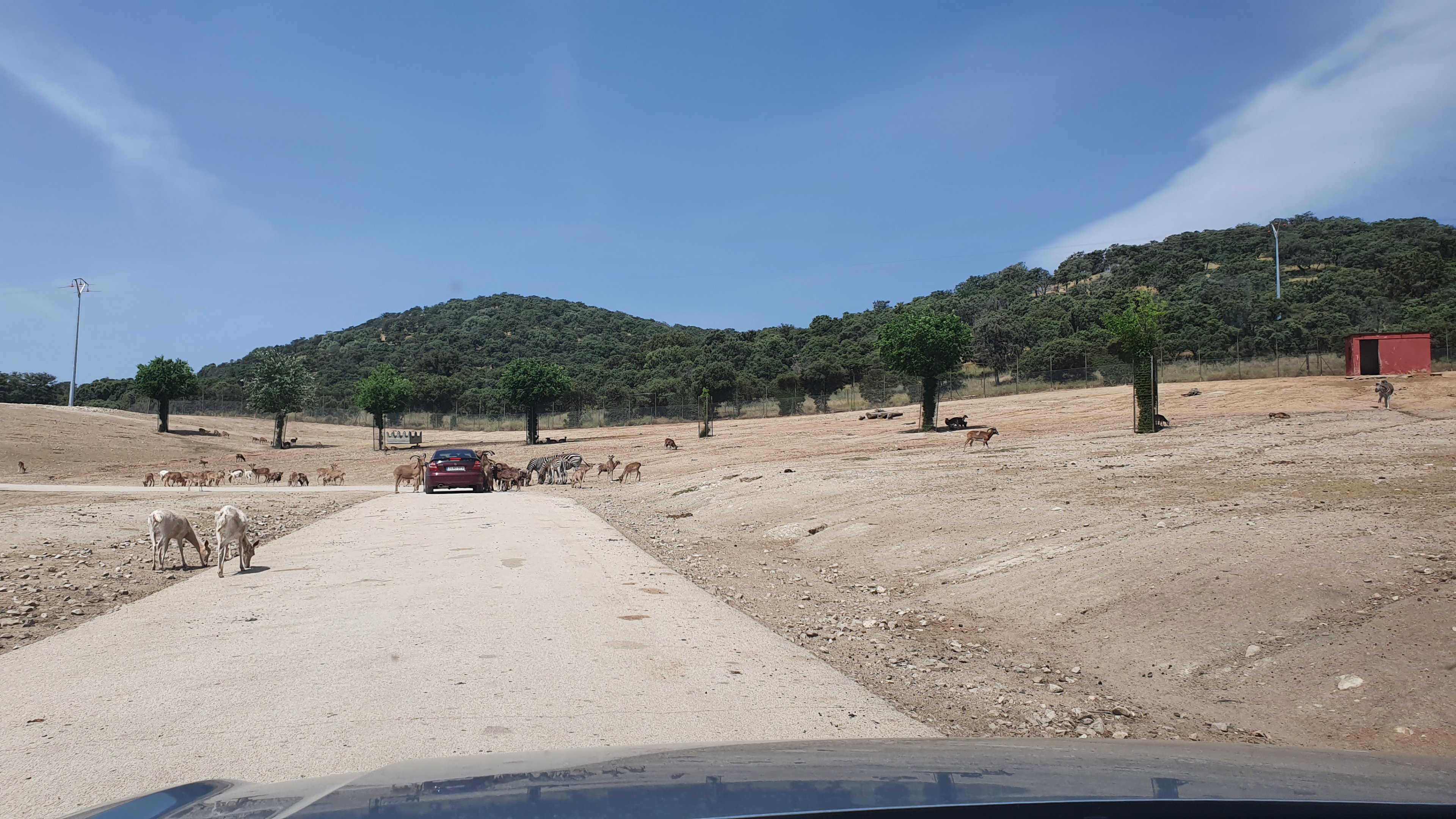 Deer, Sheep, Camel, Zebra and Cattle Reserve at Safari Madrid, 19th May 2022