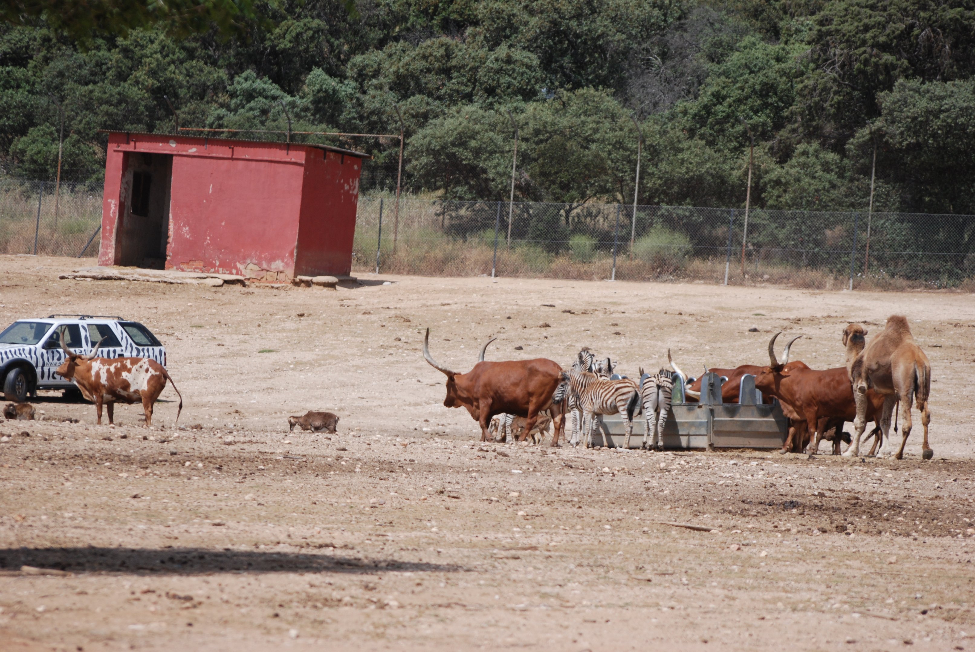Deer, Sheep, Camel, Zebra and Cattle Reserve at Safari Madrid, 19th May 2022
