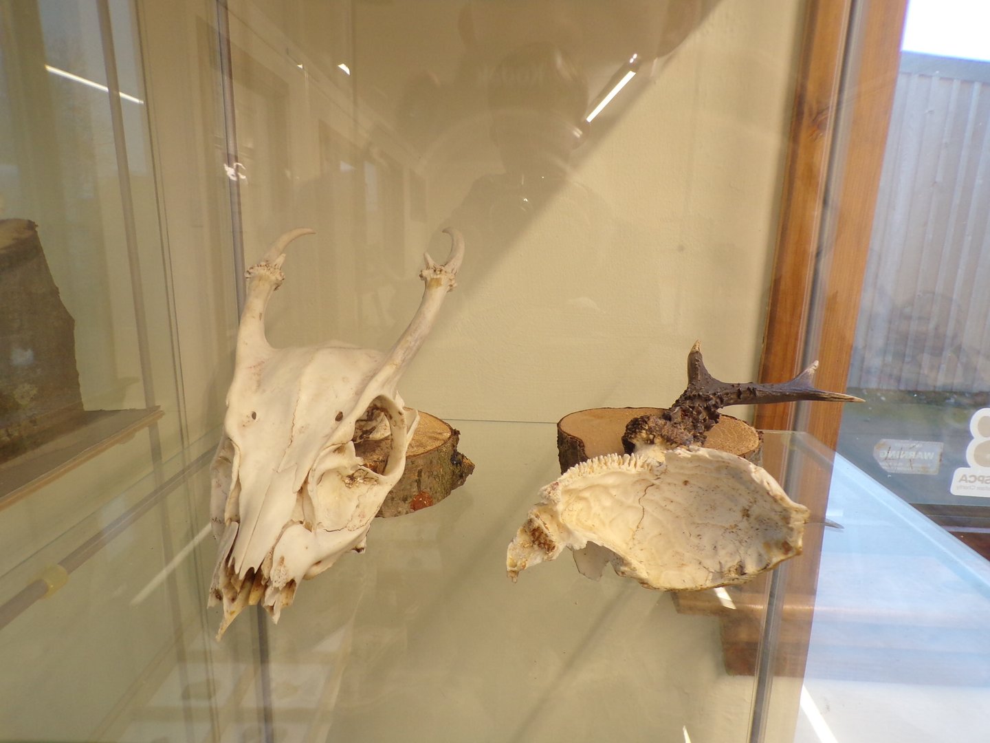 Deer skulls in education room